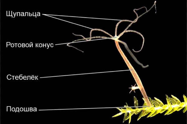 Кракен даркнет ссылка на сайт